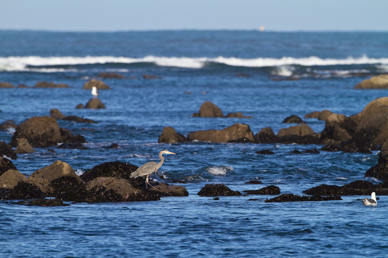 Great Blue Heron